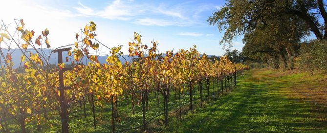 Napa Valley vineyard rows in California wine country