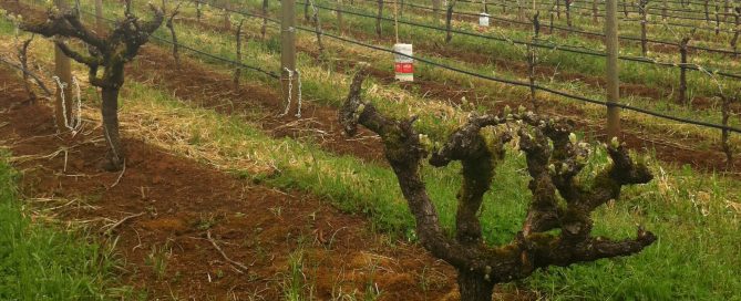 Vines in the red soils of the Dundee Hills, Oregon