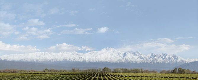 Vineyard in Luján de Cuyo, Mendoza, looking toward the Andes