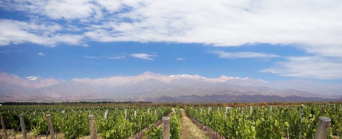 Malbec vineyard in Mendoza, Argentina, below the Andes