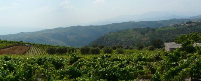 Vineyards on the rocky schist slopes of the Douro Valley, Portugal