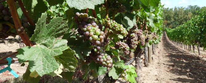 A Pinot Noir vineyard in Oregon’s Willamette Valley