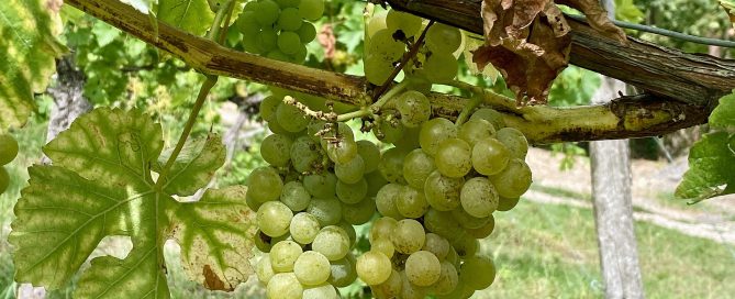 muscat wine grapes