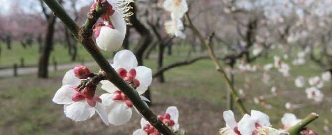 wakayama ume plum japan