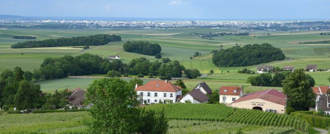 Vineyards of the Montagne de Reims in Champagne, France