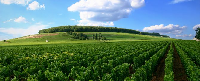 A vineyard in the Côte de Nuits, Burgundy