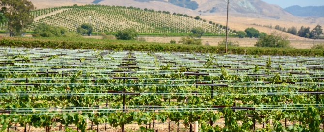 Edna Valley vineyards in San Luis Obispo County, California