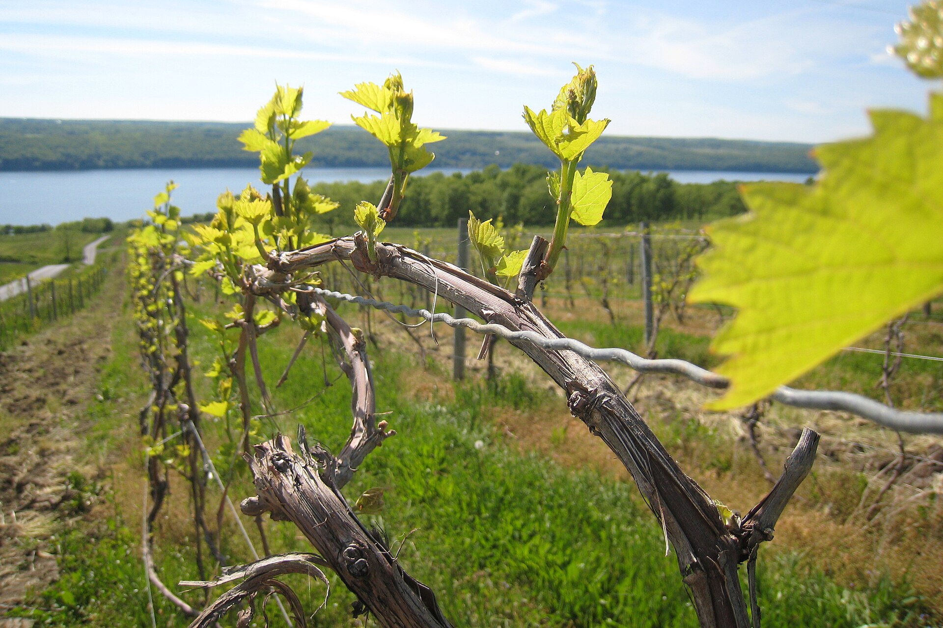 An Atwater Estate vineyard in the Finger Lakes, New York