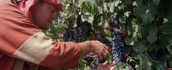 Vineyards in the Golan Heights, part of modern Israel's wine revival