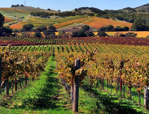 Napa Valley: History of America’s Most Famous Wine Region