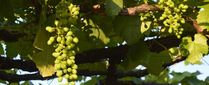 A vineyard at Shimoiwasaki, Japan