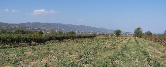 Grape harvest (rtveli) in the Kakheti wine region of Georgia