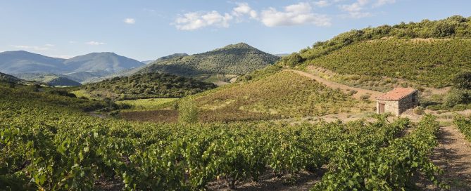 Vineyards in the Languedoc region of southern France