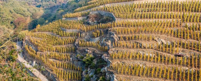 Steep terraced vineyards of the Northern Rhône at Côte-Rôtie, near Condrieu