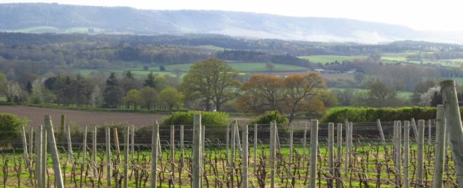 The Nyetimber vineyard below the South Downs in West Sussex