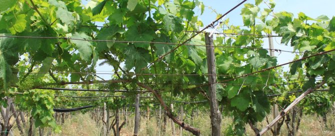 Vineyards in Puglia, southern Italy