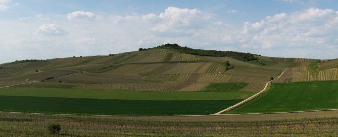 Vineyards on the Petersberg in Rheinhessen, Germany