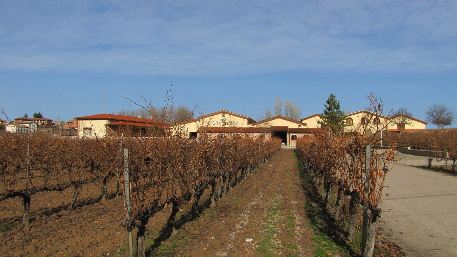 Tempranillo (Tinto Fino) vineyards in Ribera del Duero, Spain