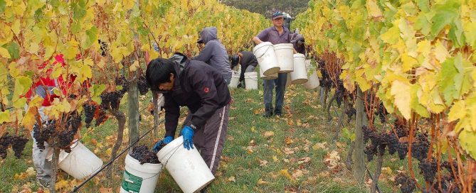 A Tasmanian vineyard at harvest