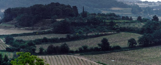 Vineyards at Vaqueyras in the southern Rhône, France
