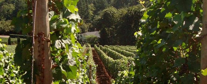 A Pinot Noir vineyard in the Dundee Hills of Oregon